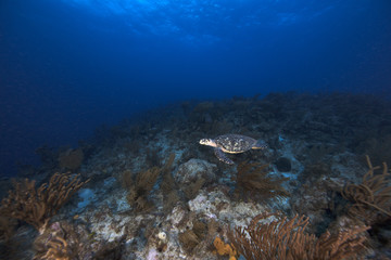 Obraz na płótnie Canvas Hawksbill Sea Turtle (BWI)