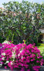 blooming tropical shrubs