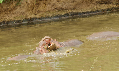 Closeup of Hippopotamus (scientific name: Hippopotamus amphibius, or "Kiboko" in Swaheli) image taken on Safari located in the Serengeti National park, Tanzania