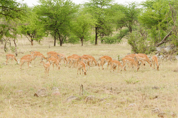 Herd of Impala (scientific name: Aepyceros melampus, or 