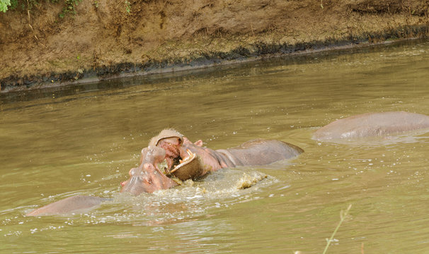 Closeup of Hippopotamus (scientific name: Hippopotamus amphibius, or "Kiboko" in Swaheli) image taken on Safari located in the Serengeti National park, Tanzania