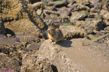 Ground Squirrel in natural habitat