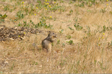 Ground Squirrel in natural habitat