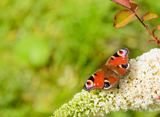European Peacock Butterfly