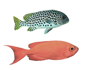 Reef fish isolated. Andaman Sweetlips and Crescent-tail Bigeye fish on white background