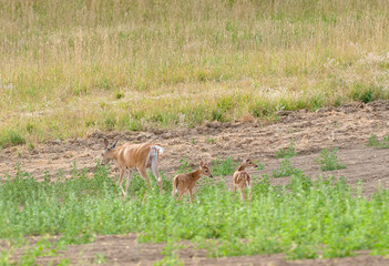 Fawns feeding  in a field of alfalfa with their mother
