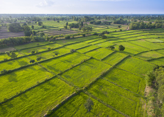 Fototapeta na wymiar aerial top view of fresh green panoramic rice paddy field in Thailand