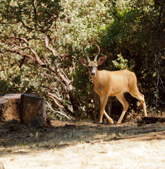 Male Black-tailed deer