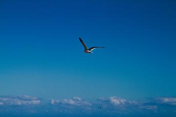 Seagull in the Sky