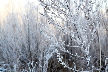 Wormwood in the hoarfrost.