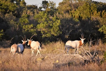 Herd of Scimitar Oryx