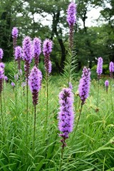 ユリアザミの花穂