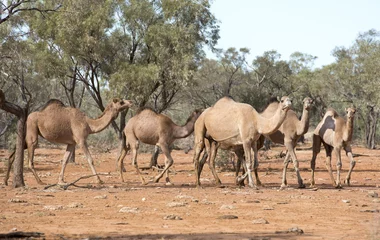 Papier Peint photo Chameau chameaux sauvages dans l& 39 outback du Queensland, en Australie.