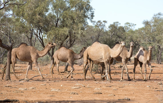  wild camels in  outback Queensland, Australia.