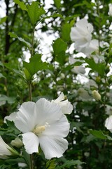 6月初夏の花 純白のムクゲ