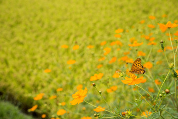 田の脇のキバナコスモスとツマグロヒョウモン