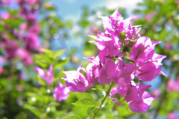 Obraz premium bougainvillea in bloom