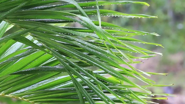 Tropical rain drops falling on the large green palm leaves in Thailand