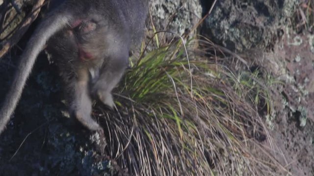 Monkeys on lava rock in mountain volcano Batur Bali Indonesia