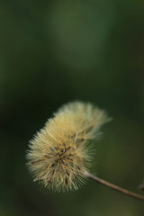 Dandelion isolated on green background