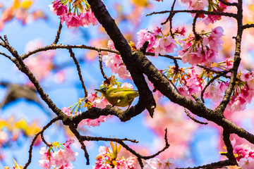 The Japanese White-eye.The background is cherry blossoms(Japanese name Oh-kanzakura). Located in Tokyo Prefecture Japan.