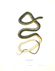 Illustration of a snake.