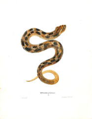 Illustration of a snake.
