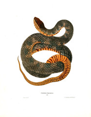Illustration of a snake.
