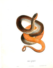 Illustration of a snake.