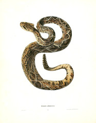 Fototapeta premium Illustration of a snake.
