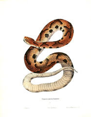 Illustration of a snake.