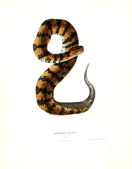 Illustration of a snake.