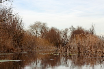 Fototapeta na wymiar View of lake in early winter covered with dry reeds on a cloudy day. Reflection bulrush in water.