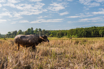 Buffalo in the field near the rubber plantation in Thailand, animal and nature concept.