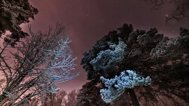 Rotation of stars in the violet sky in winter in the forest.
