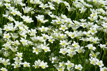 Saxifraga (lat. Saxifraga cespitosa) blooms in the garden