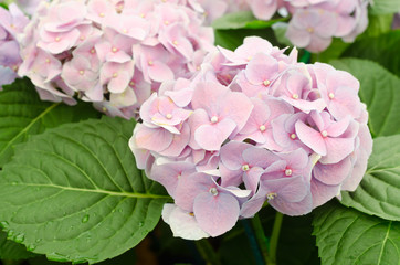 Fototapeta premium Soft focus of pink Hydrangea Flowers blooming in garden