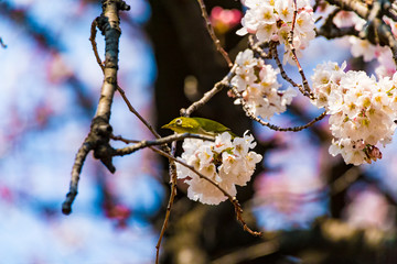 The Japanese White-eye.The background is cherry blossoms. Located in Tokyo Prefecture Japan.