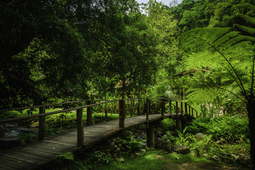 Wooden bridge over the rainforest in Southeast Asia
