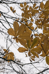 Autumn chestnut tree leaves over sky