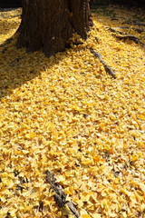 イチョウの落ち葉　Yellow leaves