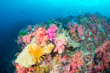 Fototapeta na wymiar Wonderful and beautiful underwater world with ccoral reef landscape background in the deep blue ocean with colorful fish and marine life