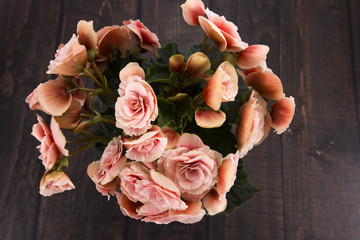  blooming begonia ,beautiful delicate flowers