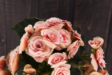  blooming begonia ,beautiful delicate flowers