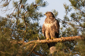 Mäusebussard in hoher Kiefer auf Ast späht nach Beute