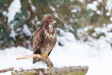 Mäusebussard späht im kalten Winter nach Beute