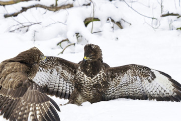 Bussarde streiten im Winter um Beute