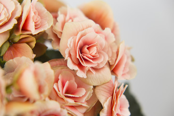  blooming begonia ,beautiful delicate flowers