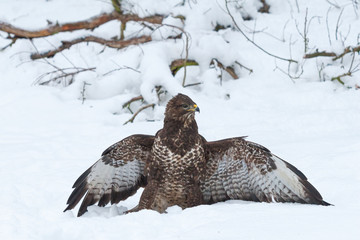 Bussard sitzt mit ausgebreiteten Flügeln im Schnee