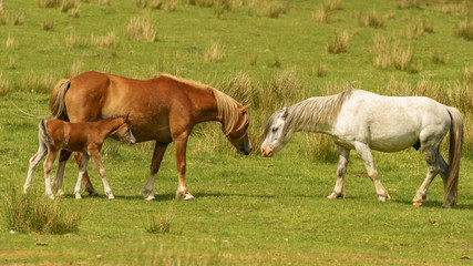 Naklejka na ściany i meble 'A family of horses': Foal with two horses on a meadow